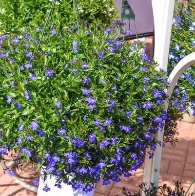 Lobelia erinus Magadi™ 'Blue'