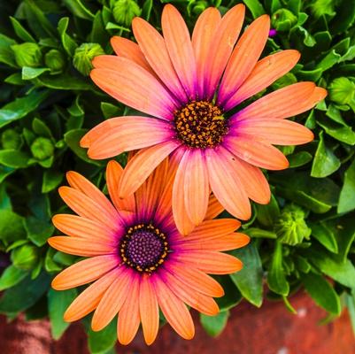 Osteospermum ecklonis Serenity Bronze