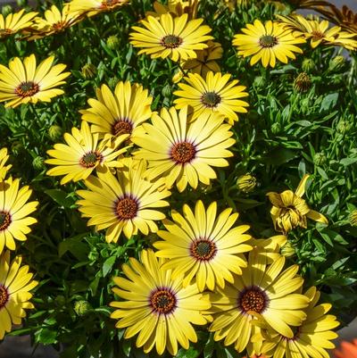 Osteospermum ecklonis Red Fox Summertime® Gold