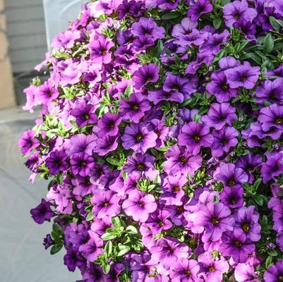 Calibrachoa Aloha Kona Lavender