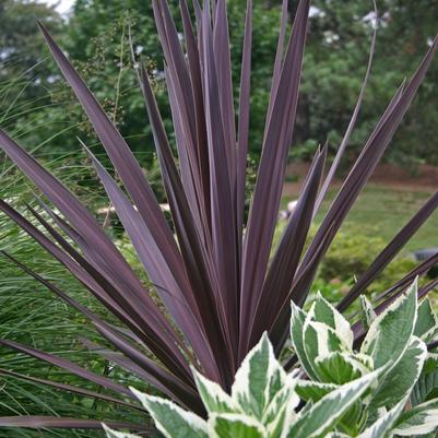Cordyline australis Red Sensation