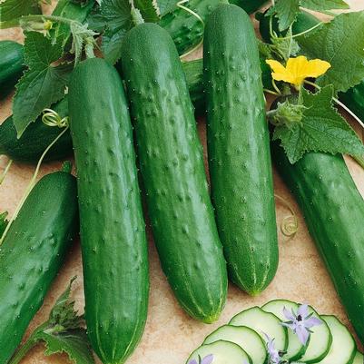 Cucumis sativus Saladmore Bush