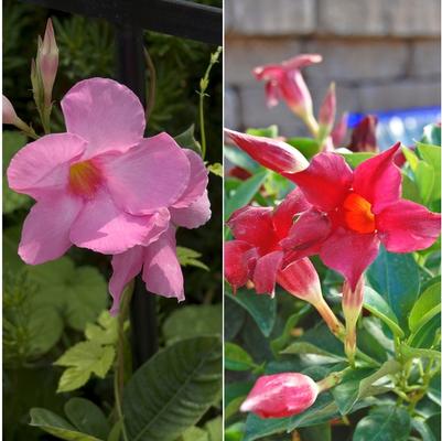 Mandevilla sanderi Multiple Varieties