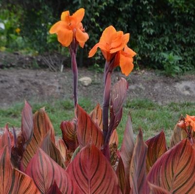 Canna x generalis Phaison
