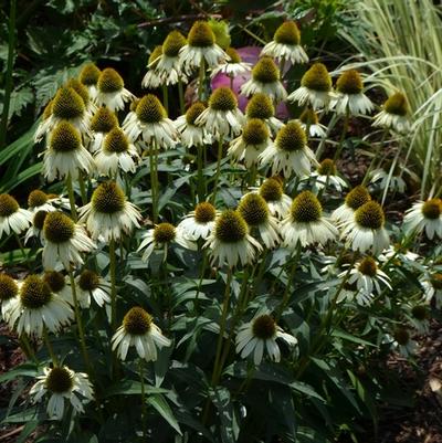 Echinacea Cleopatra