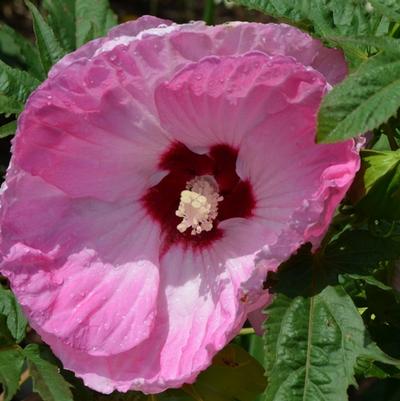 Hibiscus Tie Dye