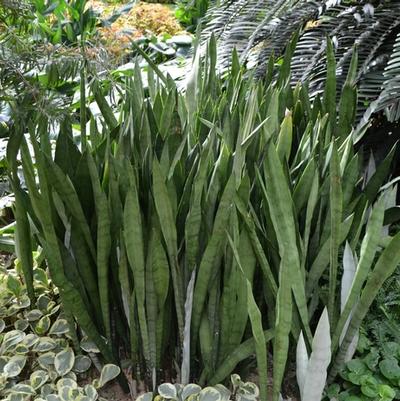 Sansevieria trifasciata Silver Queen