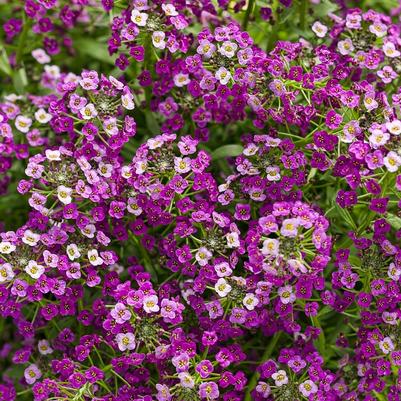 Lobularia Dark Knight™