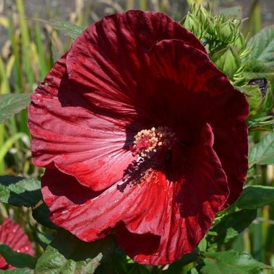 Hibiscus Cranberry Crush