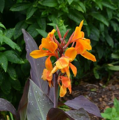 Canna x generalis Pacific Beauty