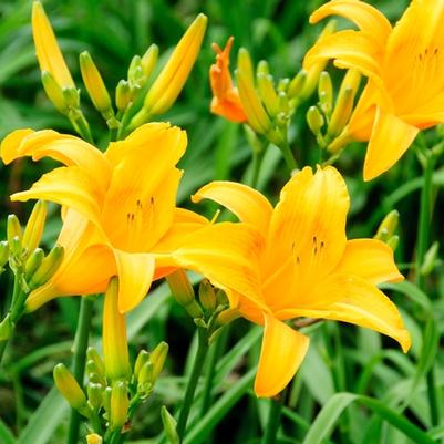 Hemerocallis fulva 