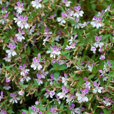 Cuphea palustris Rosy Glow