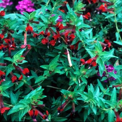 Cuphea x purpurea Firecracker