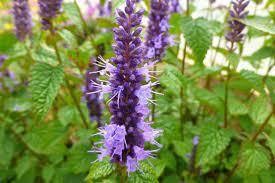 Agastache cana 