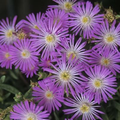 Delosperma floribundum Starburst