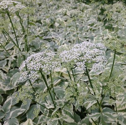 Aegopodium podagraria Variegatum
