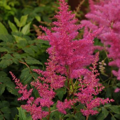 Astilbe japonica Lilac