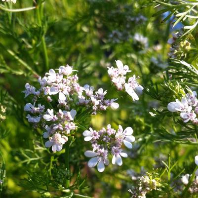 Coriandrum sativum 