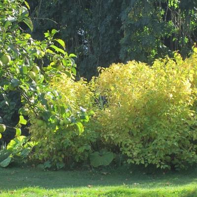 Cornus alba Sibirica