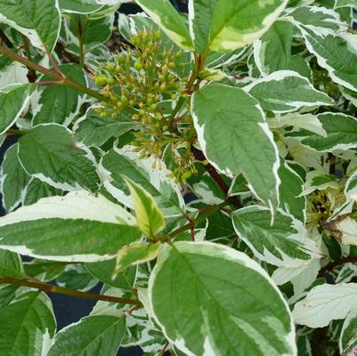 Cornus alba Sibirica Variegata