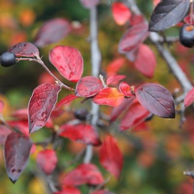 Cotoneaster dammeri 