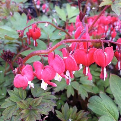 Dicentra spectabilis Valentine®