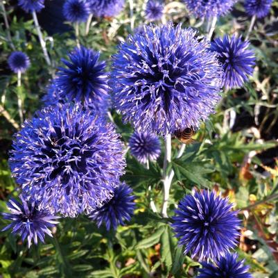 Echinops ritro Veitch's Blue