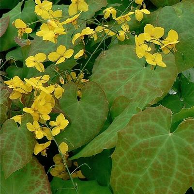 Epimedium perralchicum Frohnleiten