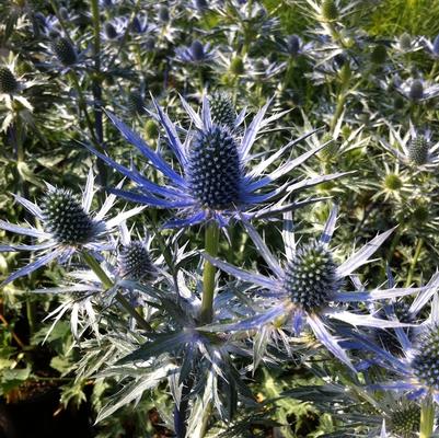 Eryngium zabellii Big Blue