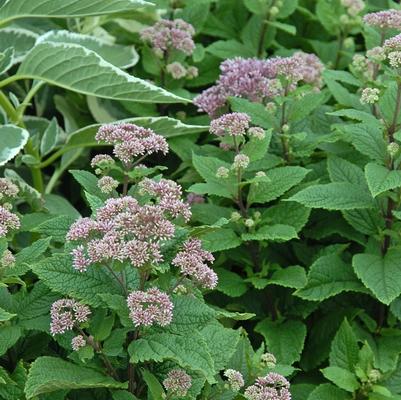 Eupatorium dubium Little Joe