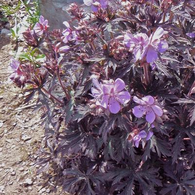 Geranium pratense Dark Reiter