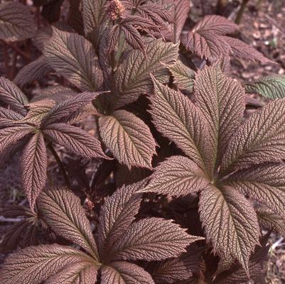Rodgersia pinnata Chocolate Wing
