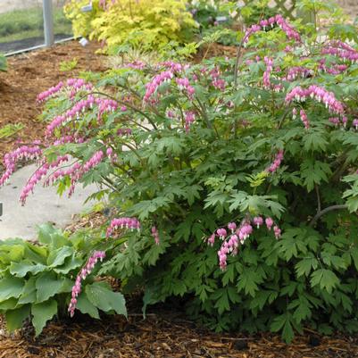 Dicentra spectabilis 