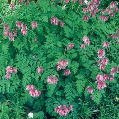 Dicentra hybrid Luxuriant