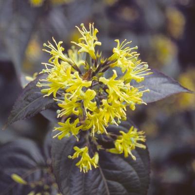 Diervilla sessilifolia 