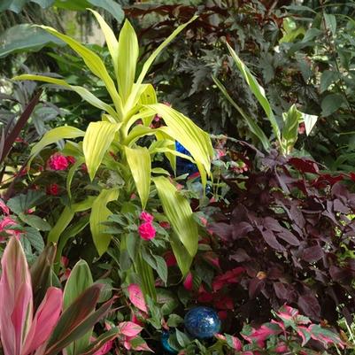 Dracaena fragrans Limelight