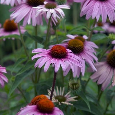 Echinacea purpurea Magnus