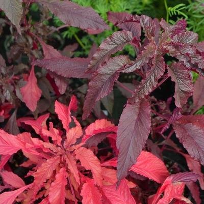 Amaranthus gangeticus Molten Fire