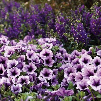 Petunia Bordeaux™