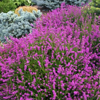 Erica cinerea Purple Bell