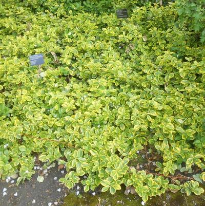 Euonymus fortunei Emerald Gaiety