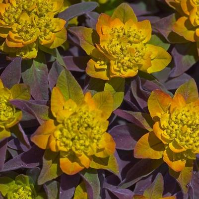 Euphorbia polychroma Bonfire