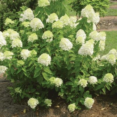 Hydrangea panniculata Limelight