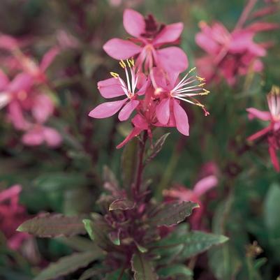 Gaura lindheimeri Karalee® Petite Pink