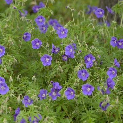Geranium Brookside