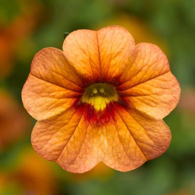 Calibrachoa Apricot