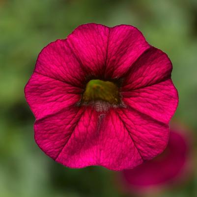 Calibrachoa Burgundy
