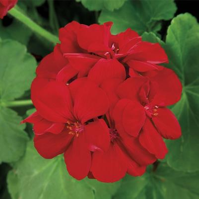 Pelargonium Burgundy
