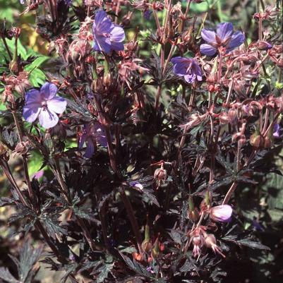 Geranium pratense Hocus Pocus