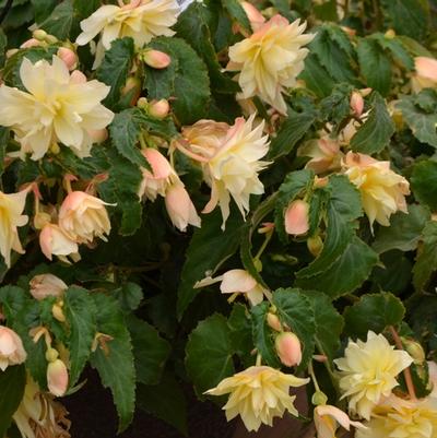 Begonia Cream